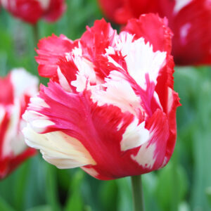 Destiny Parrot Tulip