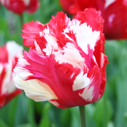 Heirloom Tulips | Old Fashioned Tulips | Perennial Tulips | Species Tulips