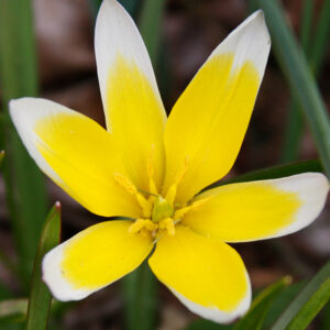 Tarda Botanical Tulip