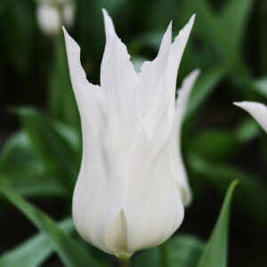 White Triumphator Lily Flowering Tulip