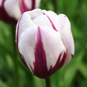 Flaming Flag Tulip