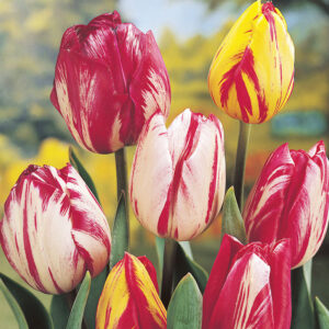 Rembrandt Tulips