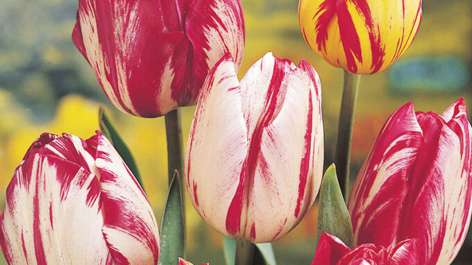 Rembrandt Tulips