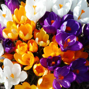 Giant Mixed Crocus