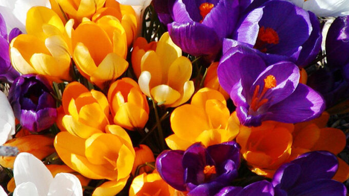 Giant Mixed Crocus