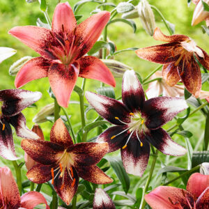 Bicolor Lily Blend