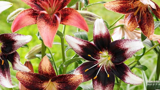 Bicolor Lily Blend