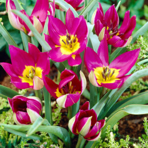 Persian Pearl Botanical Tulips