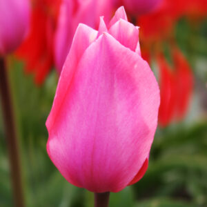 Albert Heijn Fosteriana Tulip