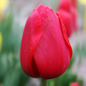 Red Impression Darwin Hybrid Tulip