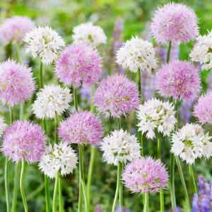 Fluffy Dreams Allium Blend