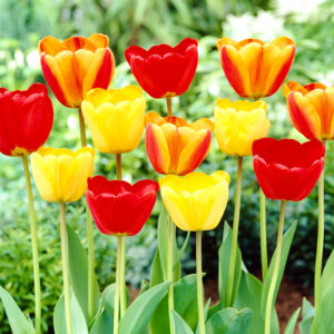 Happy Day Tulip Mix