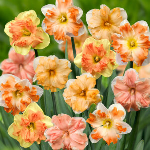 Rainbow Butterflies Daffodil Mix