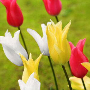 Elegant Lily Tulip Mix