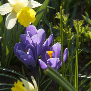 Golden Echo Daffodils with Grand Maitre Giant Crocus