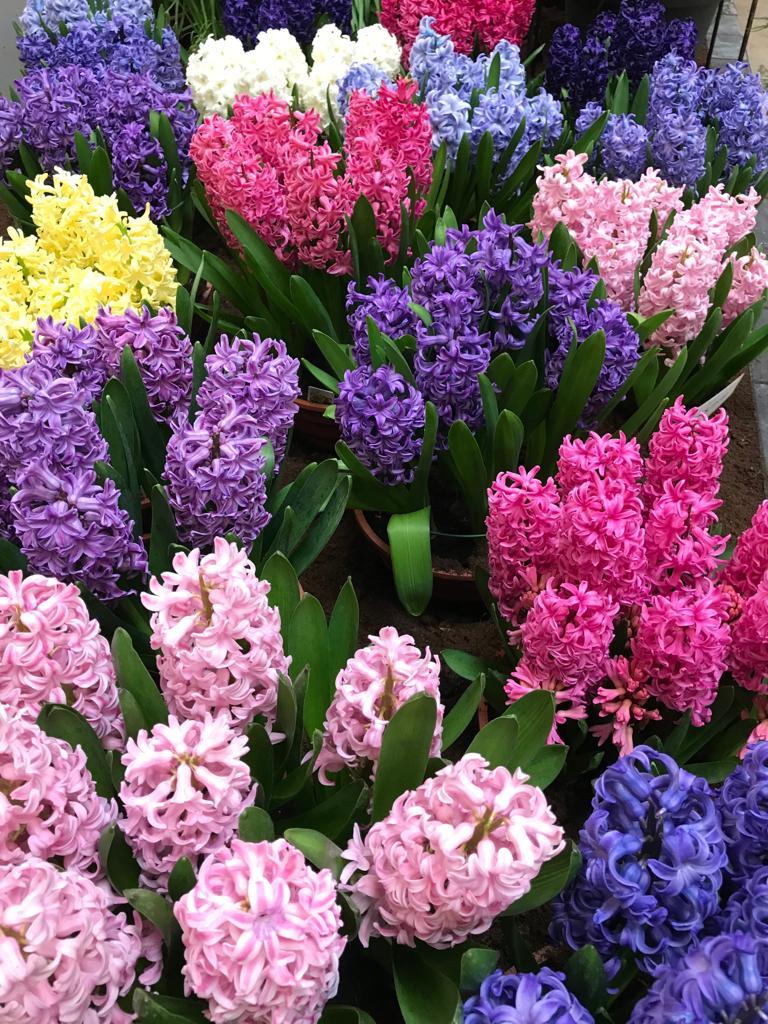 How To Plant A Hyacinth Bulb at John Lockhart blog