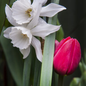 Thalia Daffodils with Toronto Bunch Flowering Tulips