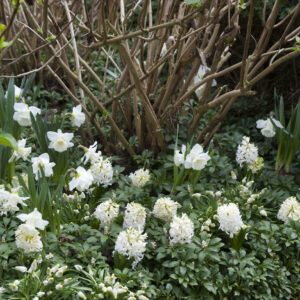 Ice Follies Daffodils with Aiolos Hyacinths