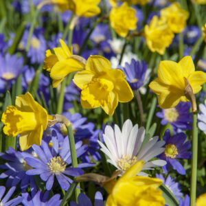 Yellow Daffodils & Grecian Windflowers