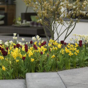 Martinette Daffodils with Bumblebee Tulip Duo