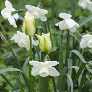 Stainless Daffodil with Spring Green Viridiflora Tulips