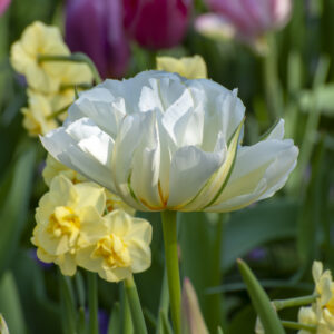 Yellow Cheerfulness Daffodils and Exotic Emperor Tulips