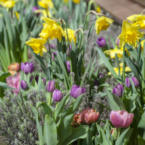 Fortune Daffodils with Purple Prince Tulips and Stunning Apricot Tulips