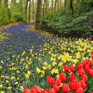 Yellow Daffodils with Grape Hyacinths and Red Impression Tulips