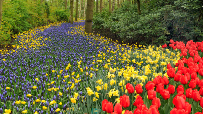 Yellow Daffodils, Red Tulips and Muscari