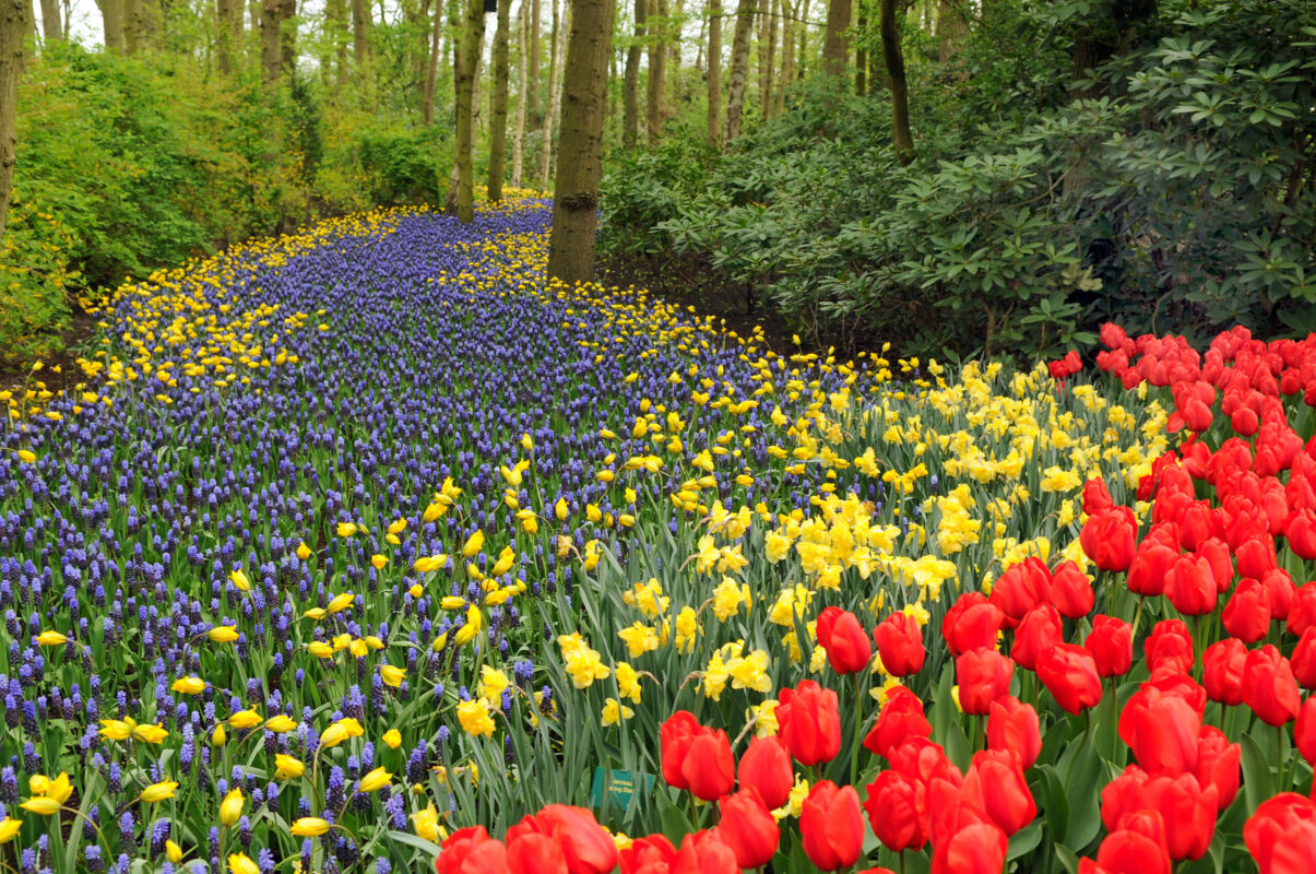 What to Plant with Daffodils | 10 Sensational Daffodil Combinations