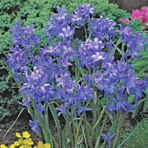 Lavender Mountain Lilies