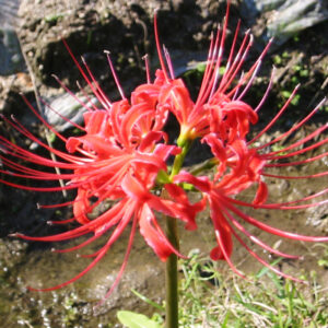 Red Spider Lily