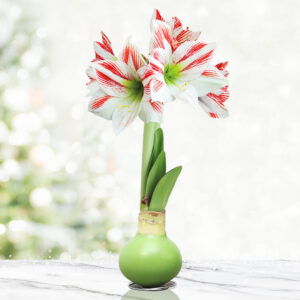 Lollypop Waxed Amaryllis