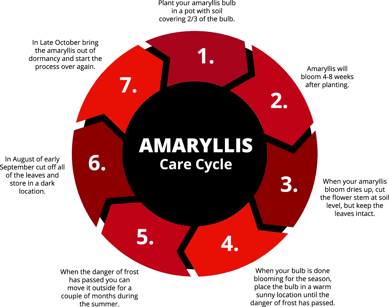 Amaryllis Care Cycle