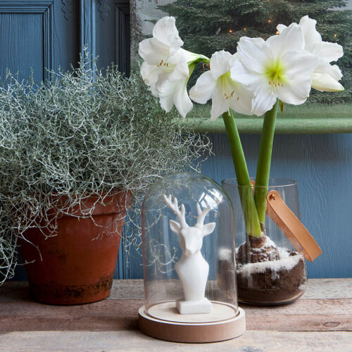 All About Amaryllis Flowers Commonly Asked Questions Bulb Blog