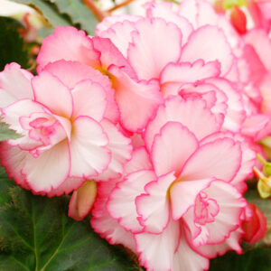 Bouton De Rose Double Amerihybrid Begonia