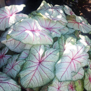 Summer Breeze Caladium