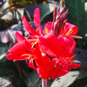 Red Futurity Canna