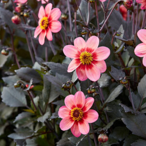 Dahlegria Tri Color Dahlia