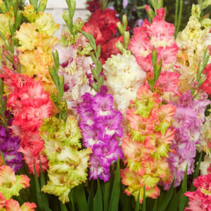 Mixed Parrot Gladiolus