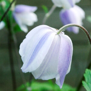 Wild Swan Anemone