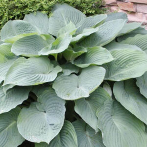 Abiqua Drinking Gourd Hosta