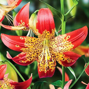 Fusion Hybrid Lily