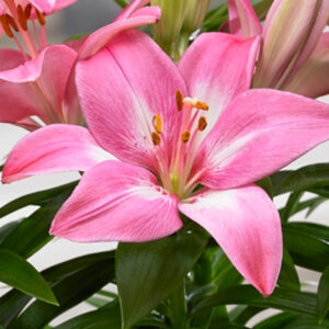 Rozalynn Asiatic Lily