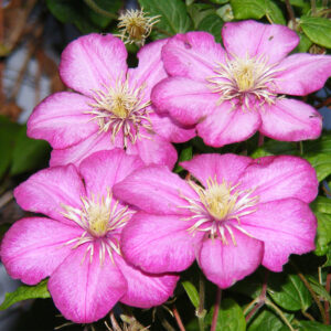 Comtesse De Bouchaud Clematis