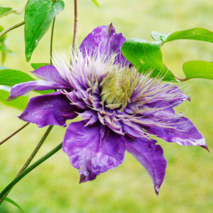 Multi-Blue Double Flowering Clematis