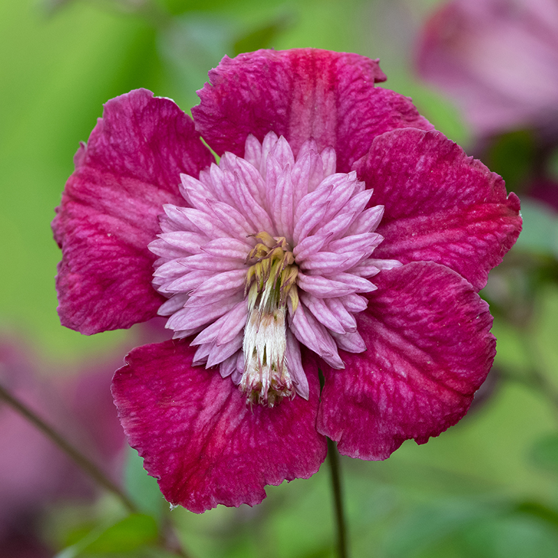 Growing Clematis Complete Guide to Growing Clematis Vines Bulb Blog