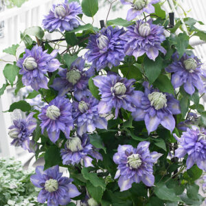 Diamantina Clematis