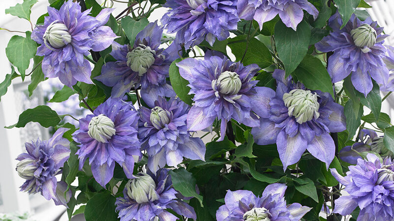 Diamantina Clematis