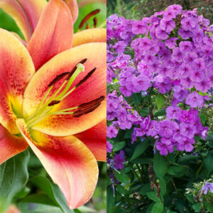 Purple Flame Tall Phlox and Montego Bay Orienpet Lily